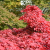 紅葉@阿夫利神社_1