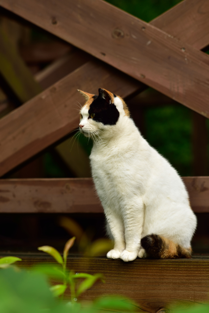 美人猫