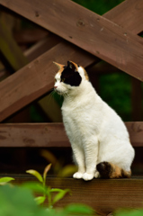 美人猫