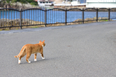 伊豆の猫