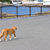 伊豆の猫