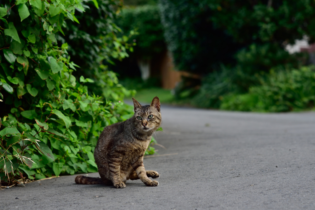 伊豆の猫