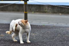 伊豆の猫