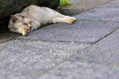 伊豆の猫