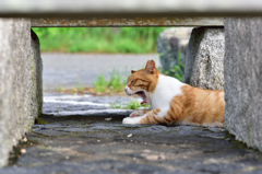 伊豆の猫