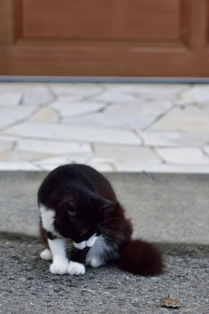 伊豆の猫
