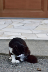 伊豆の猫