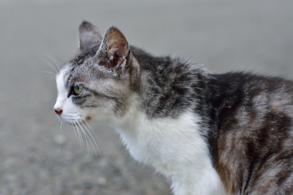 伊豆の猫