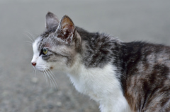 伊豆の猫