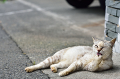 伊豆の猫