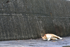 伊豆の猫