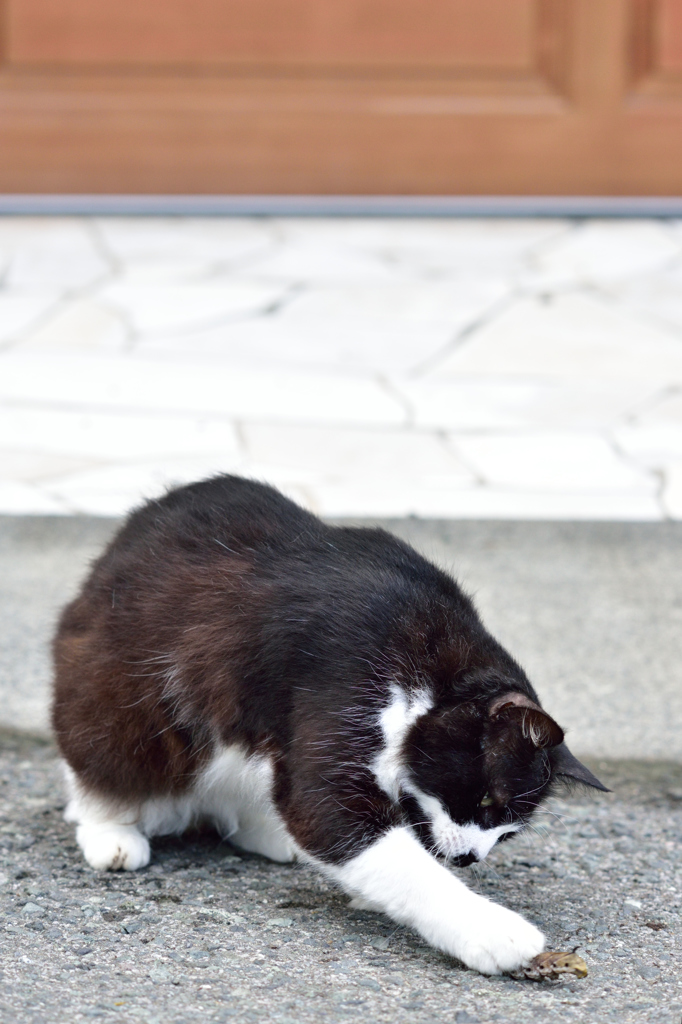 伊豆の猫