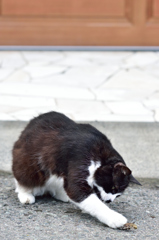 伊豆の猫