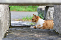 伊豆の猫