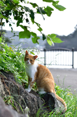 伊豆の猫