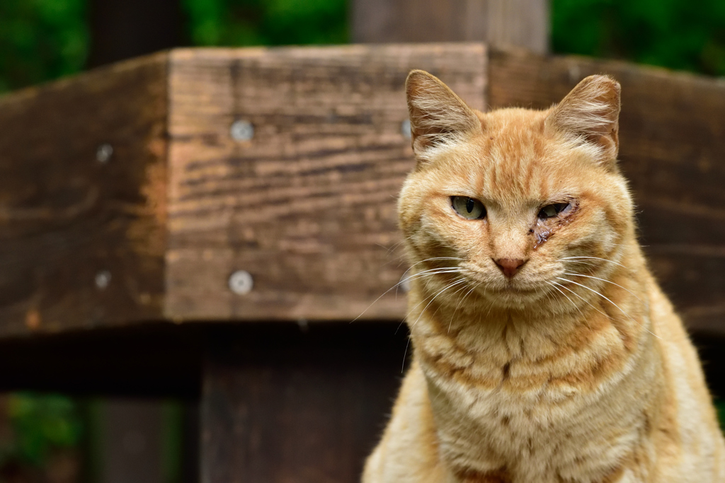 ヤクザ猫 By Tomo K Id 写真共有サイト Photohito