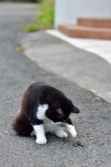 伊豆の猫