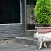 伊豆の猫