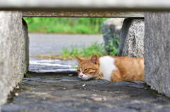 伊豆の猫
