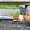 伊豆の猫