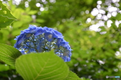 紫陽花を見上げて