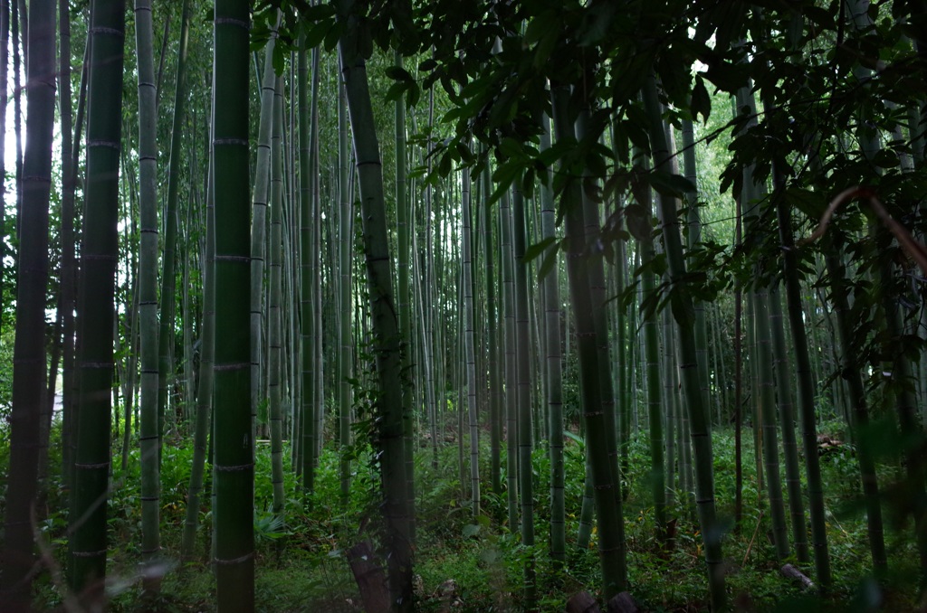 saga arashiyama