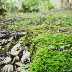 ヤビツ峠の森