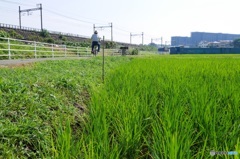 田んぼ道