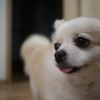 白2