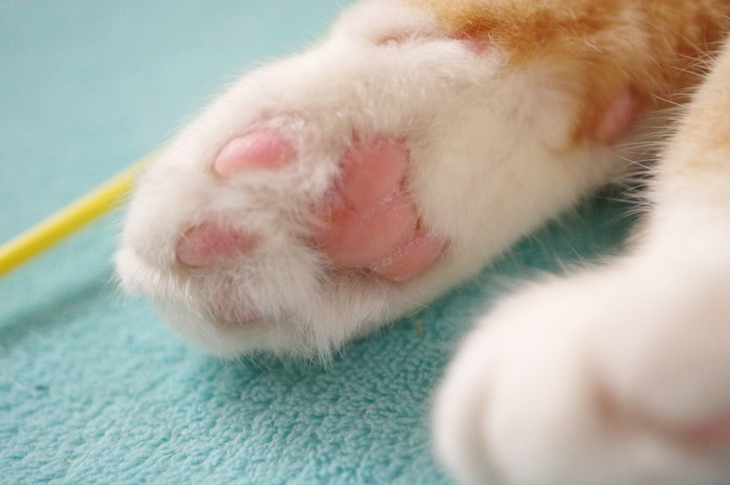 プニプニの肉球