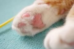 プニプニの肉球