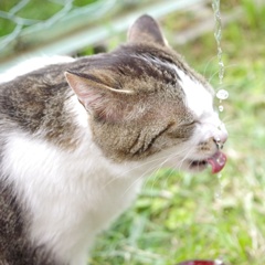 猫の水飲み
