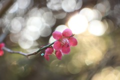 0C99EF65-C3FE-4227-A6C8-2A0D9C22D95E