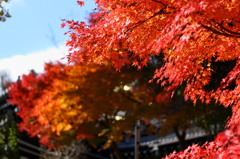 長谷寺