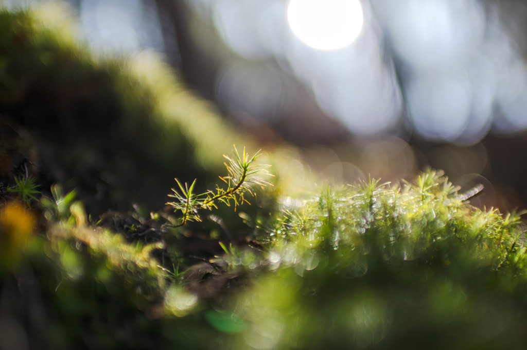 Polytrichum juniperinum