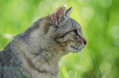 よこがおねこ