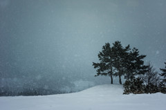 雪が降る