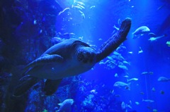 海へようこそ