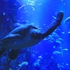 海へようこそ