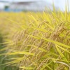 秋田の実り