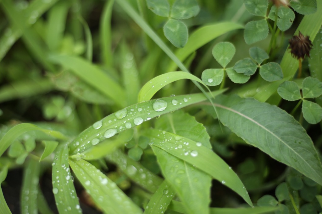 雨上がり