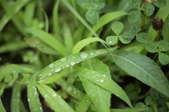 雨上がり