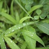 雨上がり