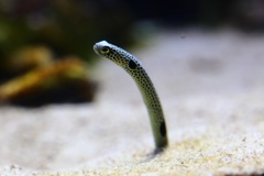 ひょろり