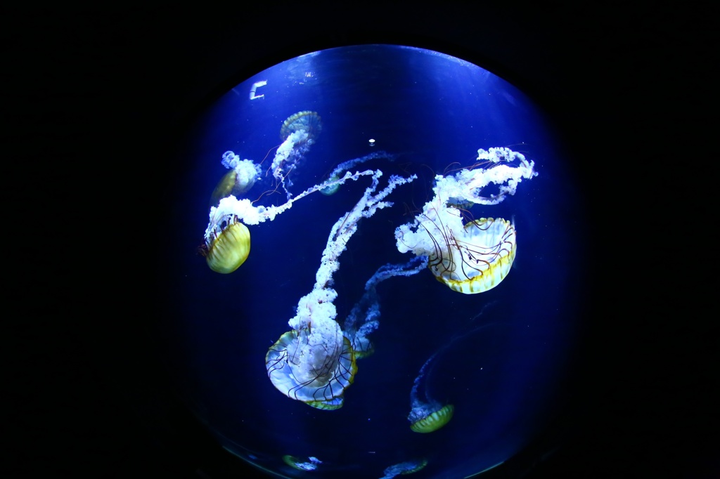 空飛ぶ海月