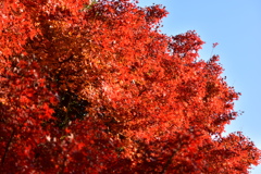 都会の紅葉３