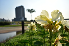 野に咲く花