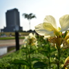 野に咲く花