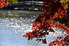 都会の紅葉２