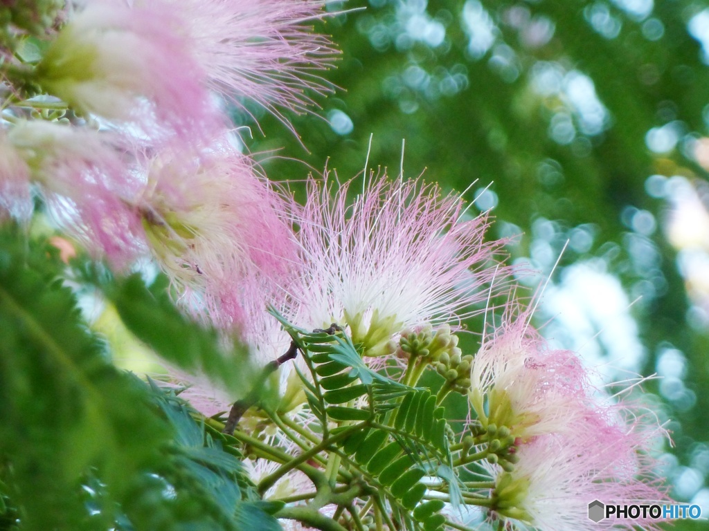 ネムの木の花